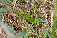 Western Green Lizard Lacerta bilineata