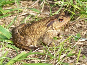 Jersey toad