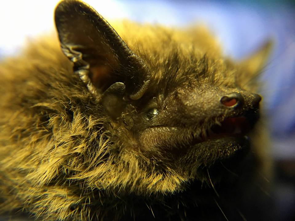close up of a bat 