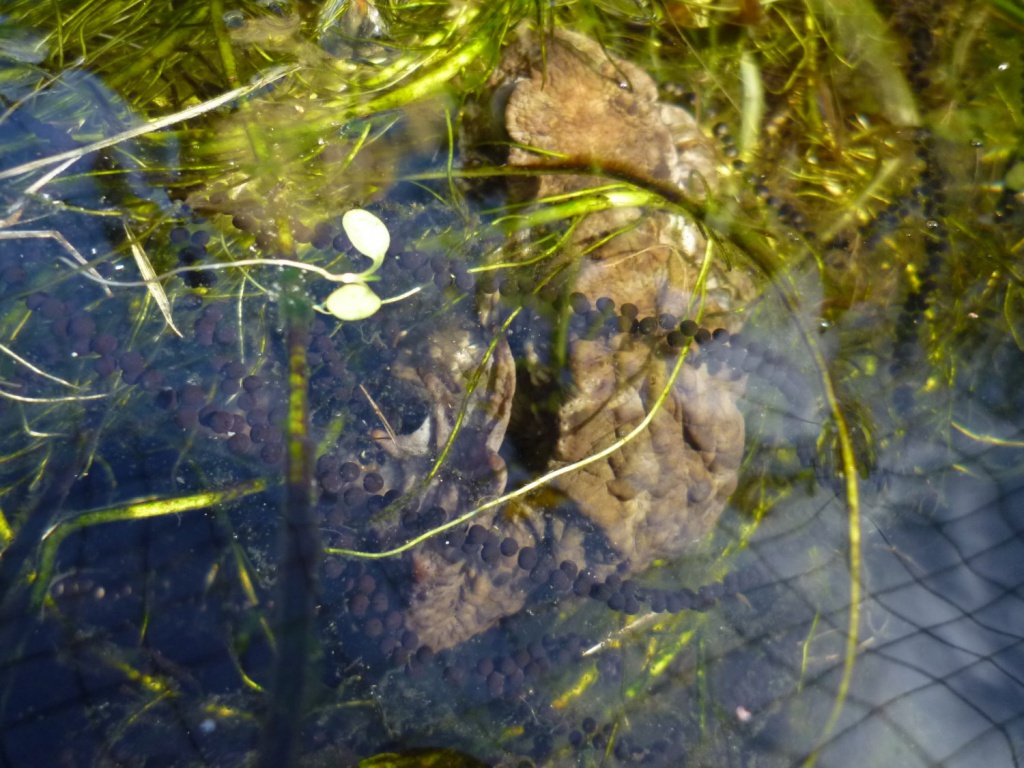 toad spawn 