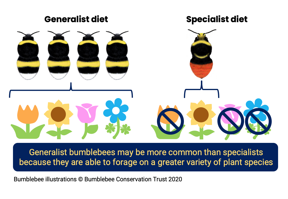 bumblebee diets
