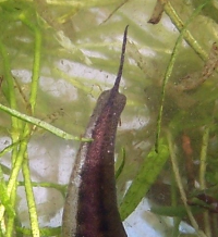newt tail