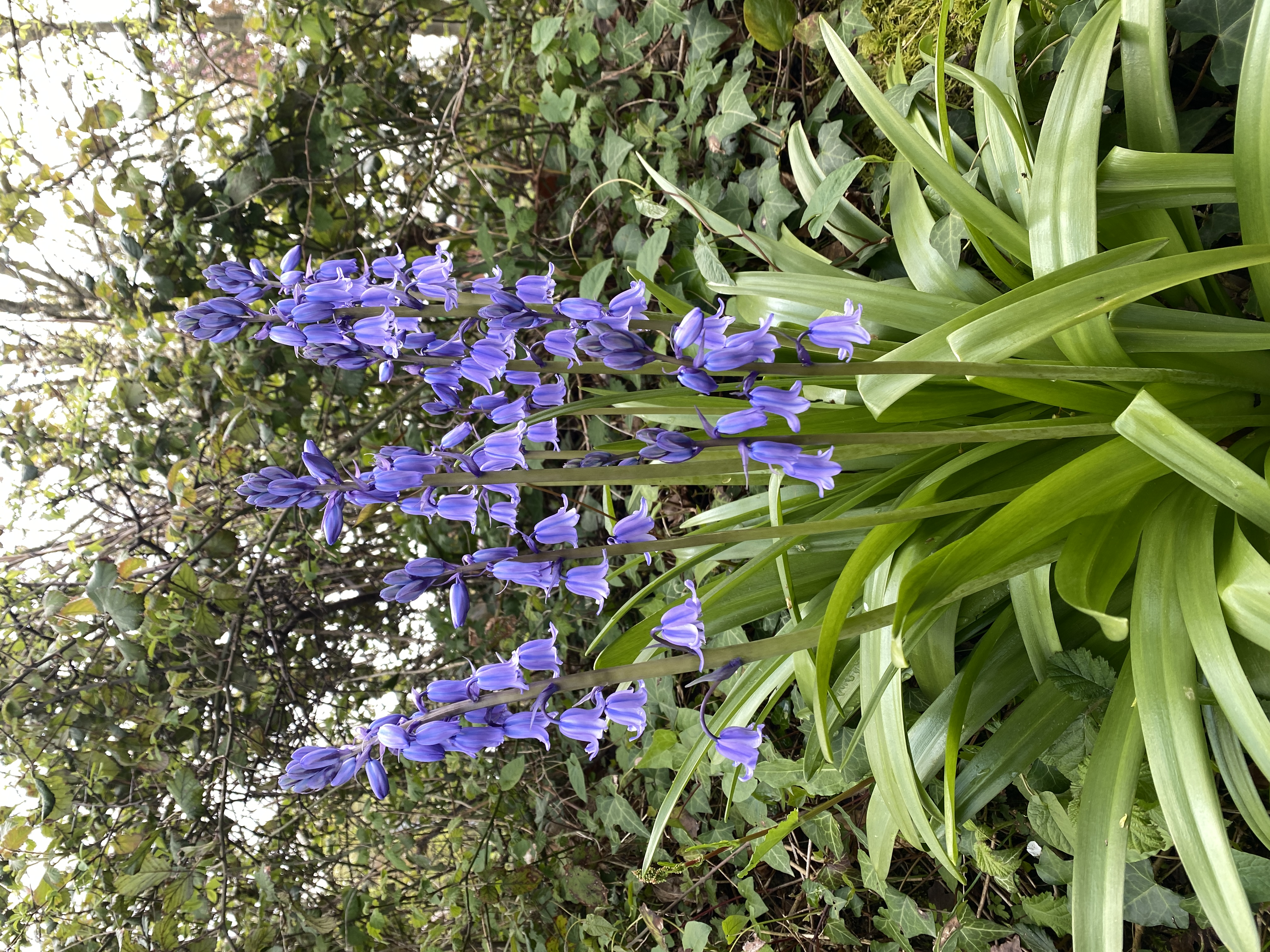 Garden bluebell