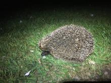 hedgehog at nights