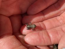 toad on hand