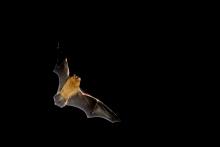 bat flying 